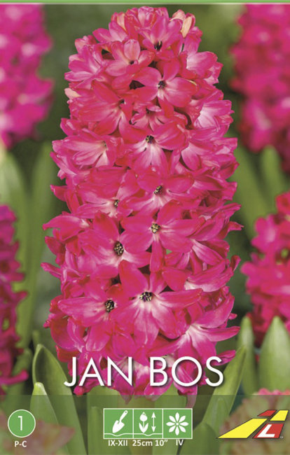 Гиацинт Ян Бос (Hyacinthus Jan Bos), 3 шт