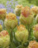 Тюльпан Ле Лаванду (Tulipa Le Lavandou), 5 шт (разбор 11/12)