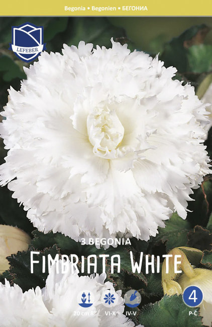 Бегония фимбриата Уайт (Fimbriata WHITE), 3 шт