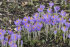 Крокус Барр'c Пепл (Crocus Barr's Purple), 25 шт (разбор 5/7)