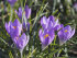 Крокус Барр'c Пепл (Crocus Barr's Purple), 25 шт (разбор 5/7)