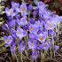 Крокус Барр'c Пепл (Crocus Barr's Purple), 25 шт (разбор 5/7)