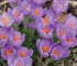 Крокус Барр'c Пепл (Crocus Barr's Purple), 25 шт (разбор 5/7)
