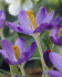Крокус Барр'c Пепл (Crocus Barr's Purple), 25 шт (разбор 5/7)