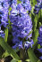 Гиацинт Дельфтс Блю (Hyacinthus Delfts Blauw), 3 шт (разбор 14/15)