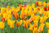Тюльпан Венди Глоуб (Tulipa Vendée Globe), 10 шт (разбор 12/14)