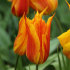 Тюльпан Венди Глоуб (Tulipa Vendée Globe), 10 шт (разбор 12/14)