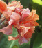 Канна Тропикал Санрайз (Tropical Sunrise), 3 шт