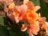 Канна Тропикал Санрайз (Tropical Sunrise), 3 шт