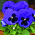Виола крупноцветковая Маммот Блу-ти-фул (100 шт)