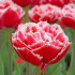 Тюльпан Брест (Tulipa Brest), 10 шт (разбор 12/14)