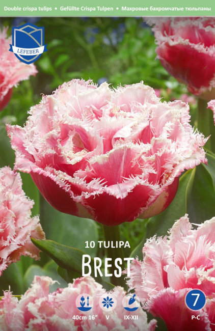Тюльпан Брест (Tulipa Brest), 10 шт (разбор 12/14)