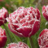 Тюльпан Брест (Tulipa Brest), 10 шт (разбор 12/14)