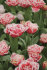 Тюльпан Брест (Tulipa Brest), 10 шт (разбор 12/14)