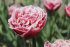 Тюльпан Брест (Tulipa Brest), 10 шт (разбор 12/14)