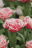 Тюльпан Брест (Tulipa Brest), 10 шт (разбор 12/14)