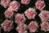 Тюльпан Брест (Tulipa Brest), 10 шт (разбор 12/14)