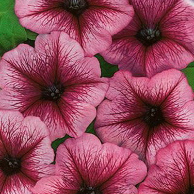Петуния Варвара Краса F1 многоцветковая, 10 шт семян