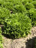 Салат Скилтон, листовой, 10 шт семян