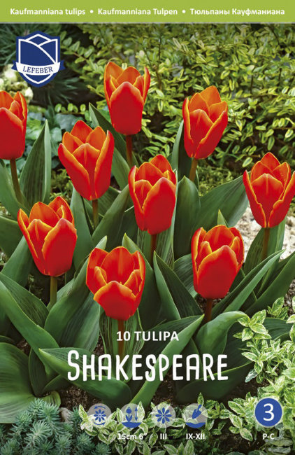 Тюльпан Шекспир (Tulipa Shakespeare), 10 шт (разбор 11/12)