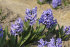 Гиацинт Минос (Hyacinthus Minos), 5 шт (разбор 16/17)