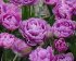 Тюльпан Лайлак Перфекшн (Tulipa Lilac Perfection), 100 шт (разбор 12/14)