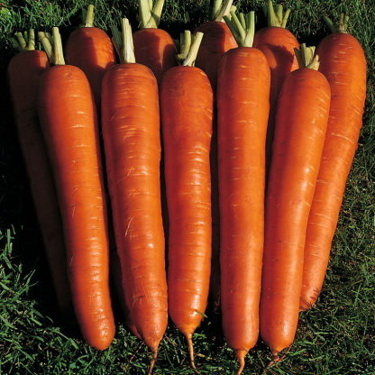 Морковь Красный великан (лента 8 м)