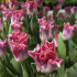 Тюльпан Кроун оф Династи (Tulipa Crown of Dynasty), 10 шт (разбор 12/14)