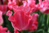 Тюльпан Кроун оф Династи (Tulipa Crown of Dynasty), 10 шт (разбор 12/14)