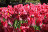 Тюльпан Кроун оф Династи (Tulipa Crown of Dynasty), 10 шт (разбор 12/14)