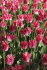 Тюльпан Кроун оф Династи (Tulipa Crown of Dynasty), 10 шт (разбор 12/14)