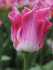Тюльпан Кроун оф Династи (Tulipa Crown of Dynasty), 10 шт (разбор 12/14)
