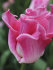 Тюльпан Кроун оф Династи (Tulipa Crown of Dynasty), 10 шт (разбор 12/14)