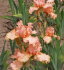 Ирис высокорослый Бюсон де Роз (Buisson de Roses), 1 шт