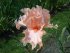Ирис высокорослый Бюсон де Роз (Buisson de Roses), 1 шт
