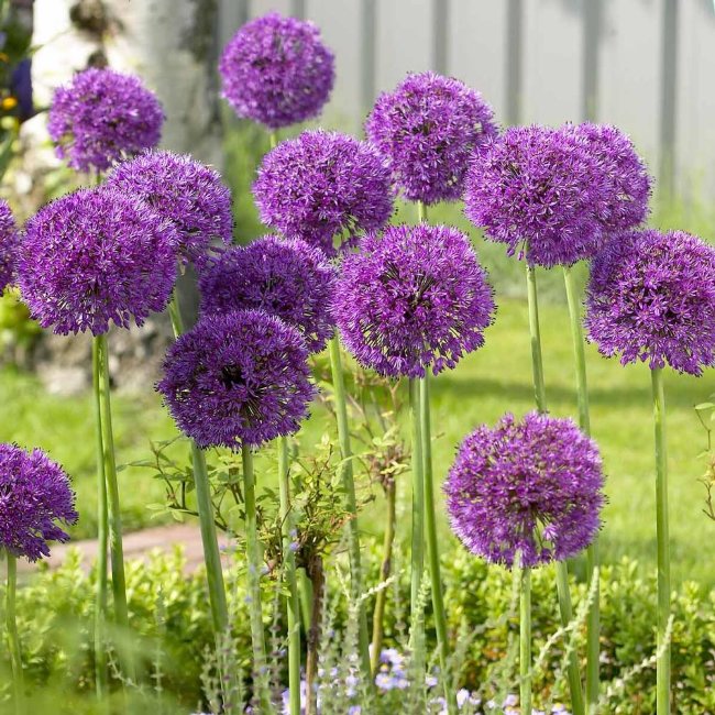 Аллиум Пепл Сенсейшн (Allium Purple Sensation), 5 шт