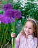 Аллиум Пепл Сенсейшн (Allium Purple Sensation), 5 шт (разбор 12/+)