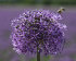 Аллиум Пепл Сенсейшн (Allium Purple Sensation), 5 шт (разбор 12/+)