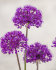 Аллиум Пепл Сенсейшн (Allium Purple Sensation), 5 шт (разбор 12/+)