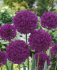 Аллиум Пепл Сенсейшн (Allium Purple Sensation), 5 шт (разбор 12/+)