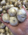 Аллиум Пепл Сенсейшн (Allium Purple Sensation), 5 шт (разбор 12/+)