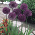 Аллиум Пепл Сенсейшн (Allium Purple Sensation), 5 шт (разбор 12/+)
