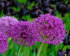 Аллиум Пепл Сенсейшн (Allium Purple Sensation), 5 шт (разбор 12/+)