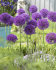 Аллиум Пепл Сенсейшн (Allium Purple Sensation), 5 шт (разбор 12/+)