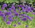 Аллиум Пепл Сенсейшн (Allium Purple Sensation), 5 шт (разбор 12/+)