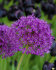 Аллиум Пепл Сенсейшн (Allium Purple Sensation), 5 шт (разбор 12/+)