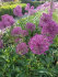 Аллиум Пепл Сенсейшн (Allium Purple Sensation), 5 шт (разбор 12/+)