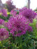 Аллиум Пепл Сенсейшн (Allium Purple Sensation), 5 шт (разбор 12/+)