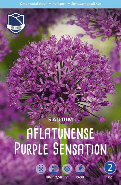 Аллиум Пепл Сенсейшн (Allium Purple Sensation), 5 шт (разбор 12/+)