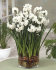 Нарцисс Пейпер Уайт (Narcissus tazetta Paperwhite), 5 шт (разбор 15/16)